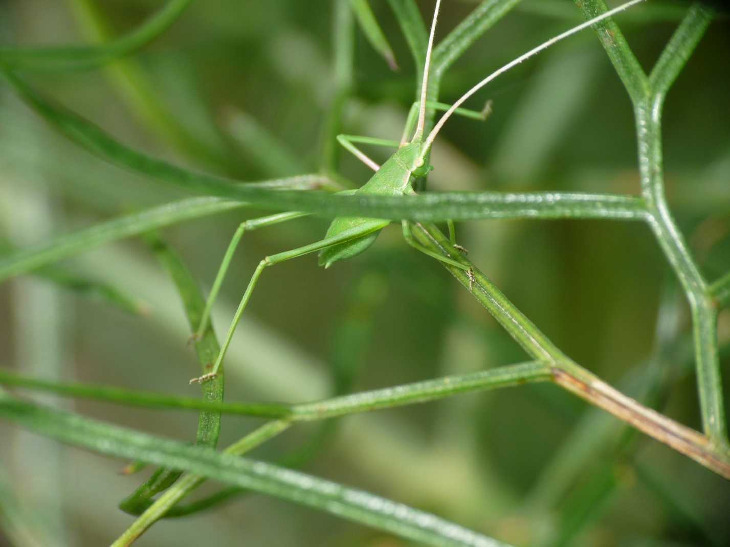 Neanide di Phaneropteridae: Acrometopa cf. italica